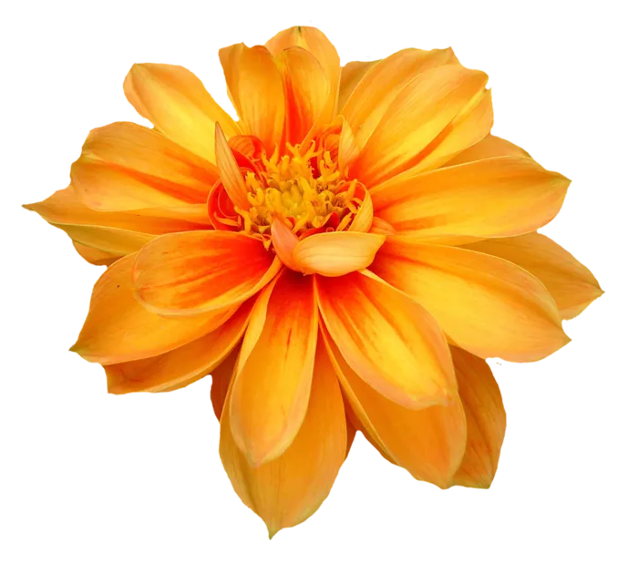 花朵鲜花新鲜