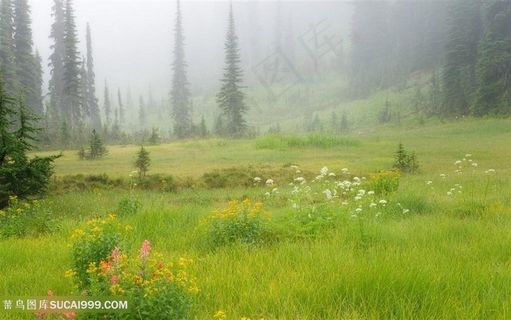 绿草地大树风景画