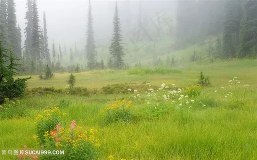 绿草地大树风景画 绿草地大树风景画