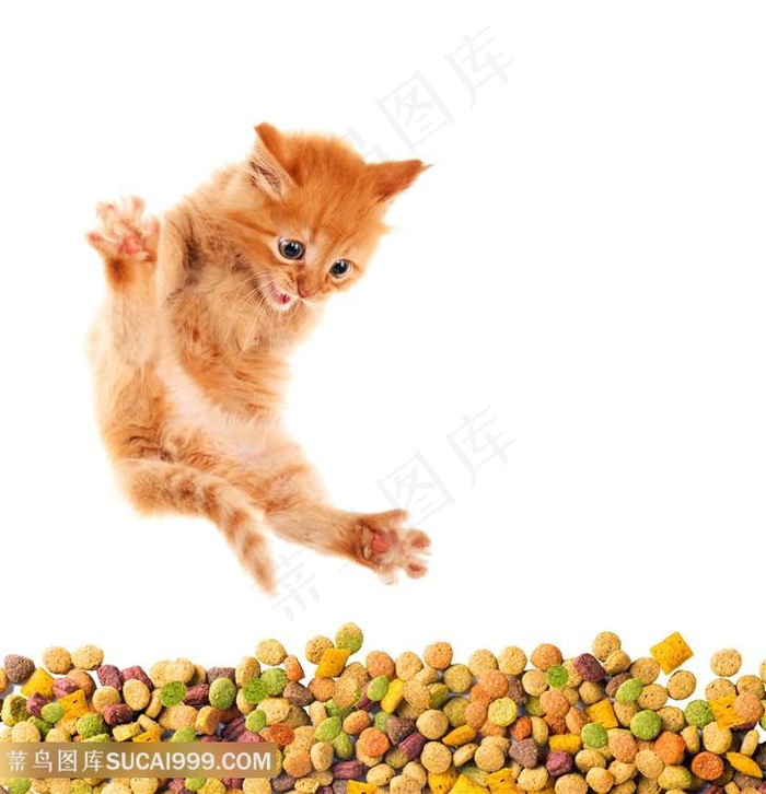 看到猫粮惊喜的花猫高清图片