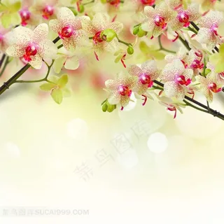 梦幻春天花枝背景高清图片 梦幻春天花枝背景高清图片