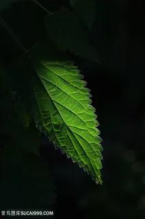 夜晚中的叶子图片 夜晚中的叶子图片