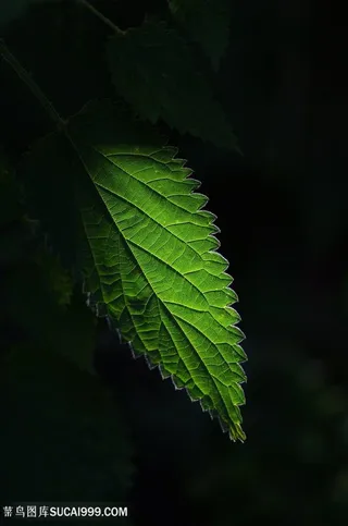 夜晚中的叶子图片