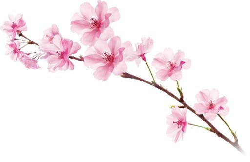 樱花 PNG免抠(573x372)