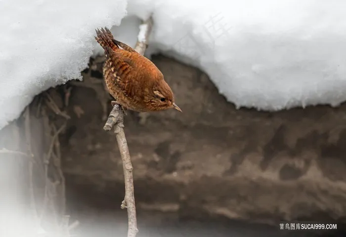 冬天里的黄喉鸟图片