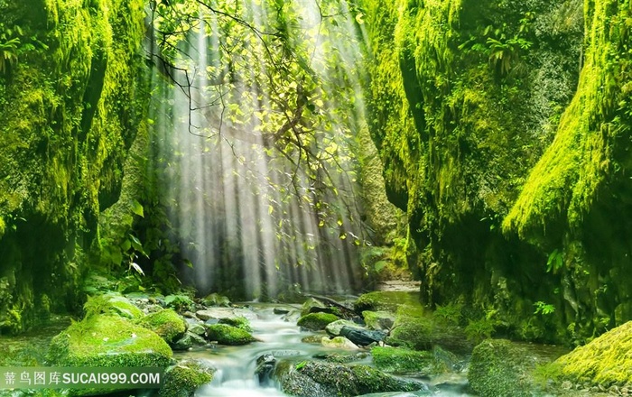 梦幻森林树林小溪谷