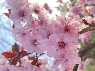 春天 自然 美景 桃花