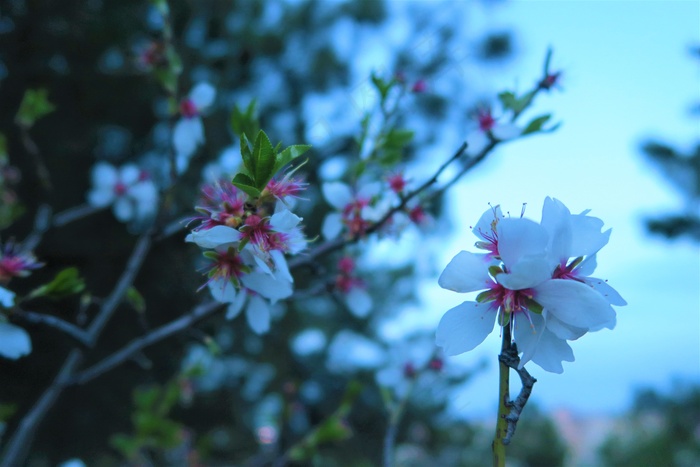 春天桃花风景图片