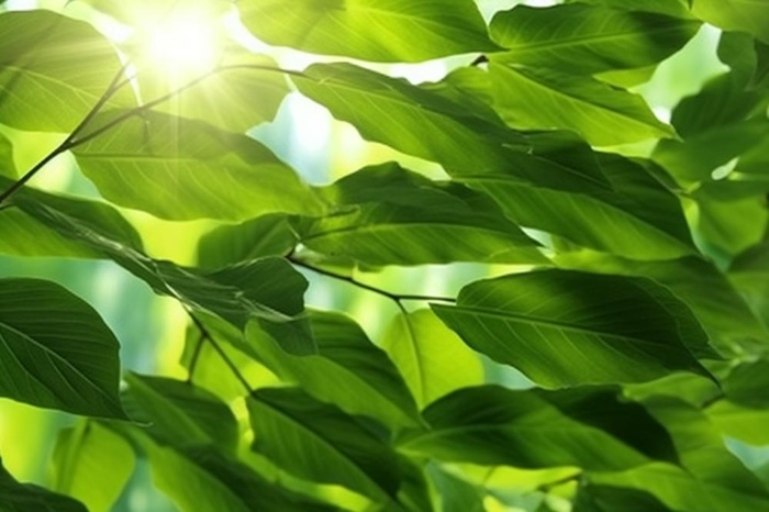 阳光从树叶洒下来光影光圈摄影背景