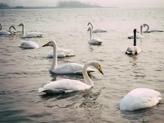 美丽天鹅摄影图片