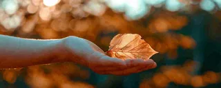 秋天手拿秋叶落日光照，温馨特写，立秋秋分摄影图