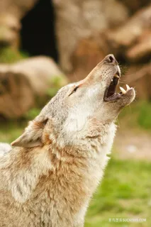 向天嚎叫的狼图片素材