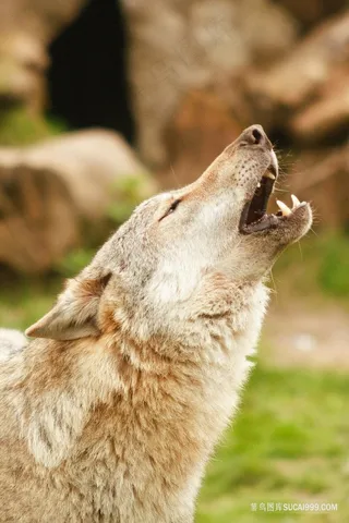 向天嚎叫的狼图片素材