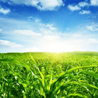 美丽的玉米地景色图 美丽的玉米地景色图
