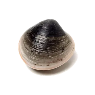 螺贝类带壳类(38)海鲜超市商品红酒白底图免抠实物摄影png格式图片透明底