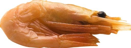 虾 PNG免抠(1300x482)