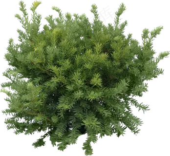 圣诞树免扣png    圣诞树免扣png