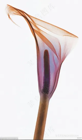 唯美花卉马蒂莲插画