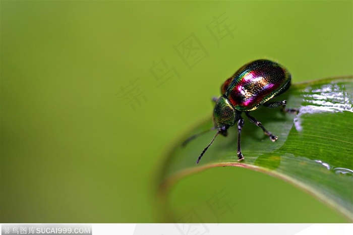 昆虫生态-树叶上漂亮的甲虫