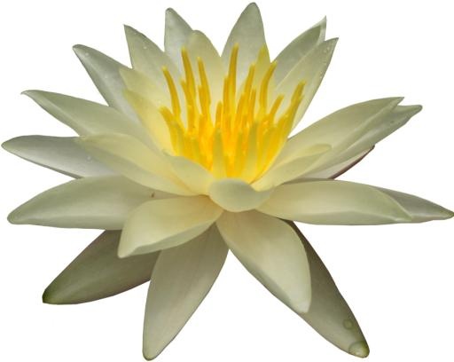 莲花 PNG免抠(900x718)