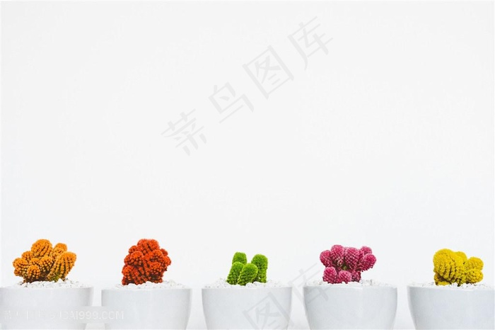 彩色多肉植物图片