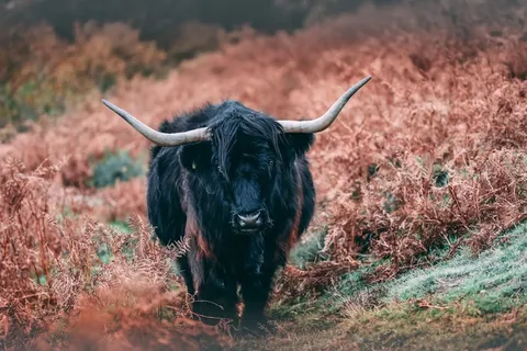 黑牦牛图片