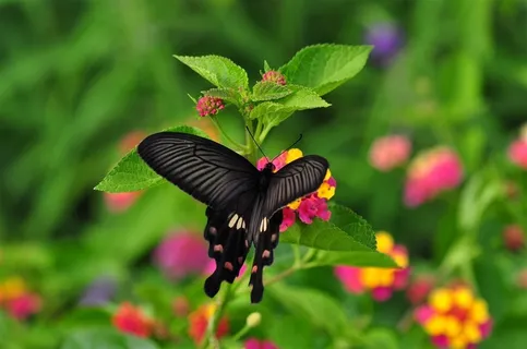 美丽蝴蝶玉带凤蝶摄影素材图片 美丽蝴蝶玉带凤蝶摄影素材图片
