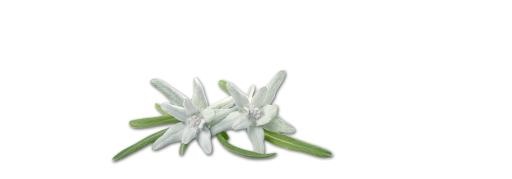 雪绒花 PNG免抠(1480x520)