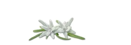 雪绒花 PNG免抠(1480x520)