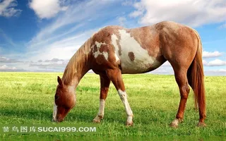 早晨吃草的骏马摄影图