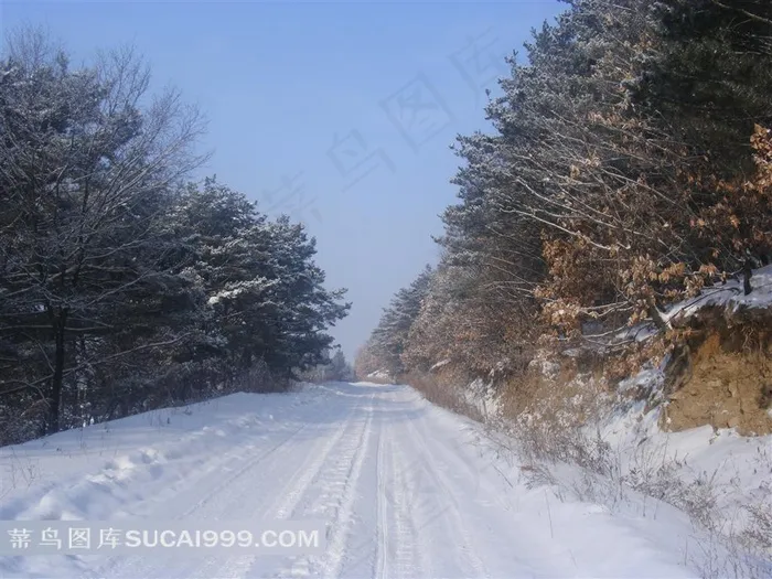 白雪道路树林图片