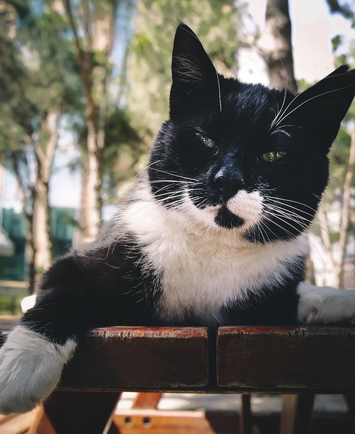 可爱猫咪猫猫摄影素材