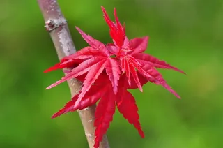 红色的枫叶图片