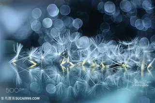 唯美梦幻蒲公英鲜花图片