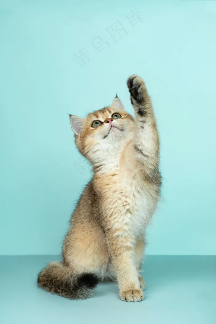 呆萌小猫可爱图片