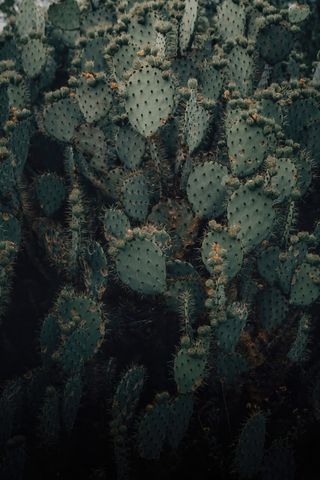 绿色仙人掌仙人球摄影素材