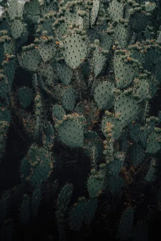 绿色仙人掌仙人球摄影素材