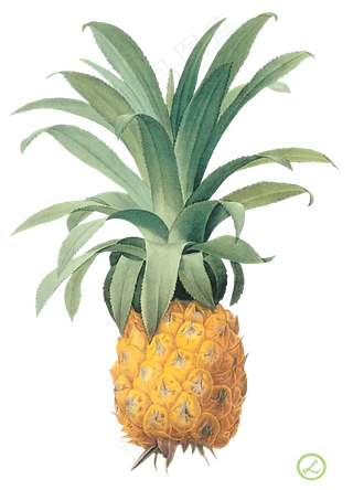 PNG 菠萝 