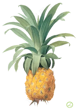 PNG 菠萝 