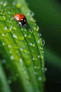 春夏雨天雨水七星瓢虫叶子，昆虫，小暑大暑白露雨水谷雨摄影图