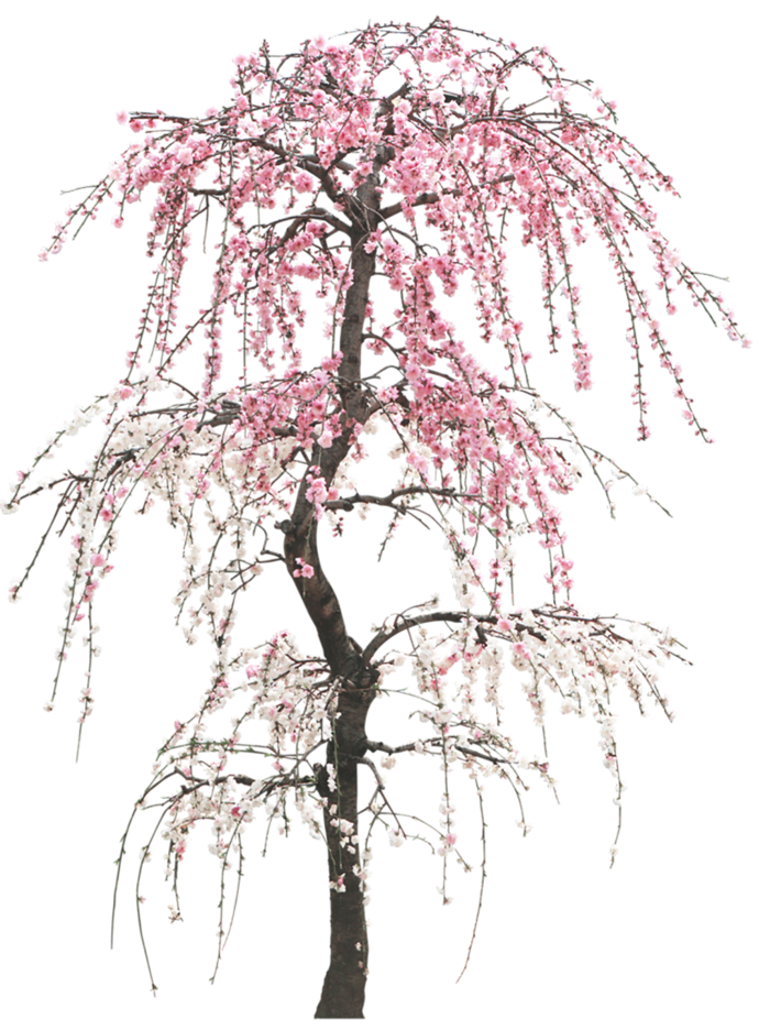 古典树木梅花