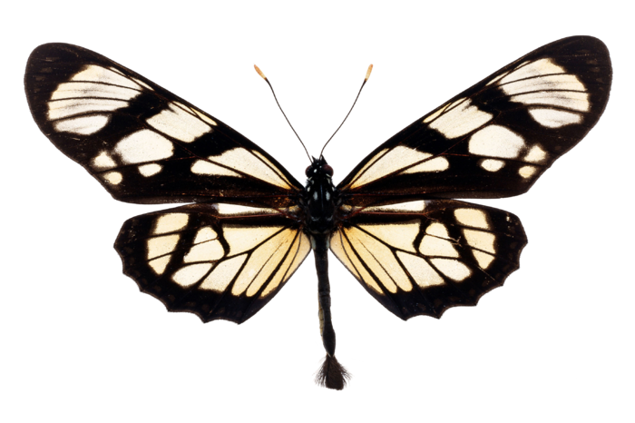 蝴蝶 彩蝶 花蝴蝶 动物 昆虫 免抠