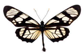 蝴蝶 彩蝶 花蝴蝶 动物 昆虫 免抠