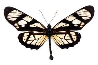 蝴蝶 彩蝶 花蝴蝶 动物 昆虫 免抠