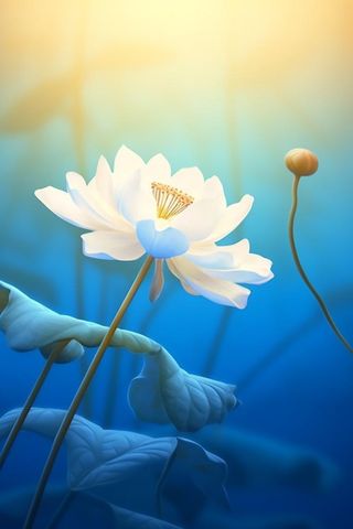 蓝色简约大气荷花意境背景