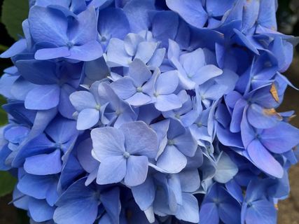蓝色绣球花特写图片 蓝色绣球花特写图片