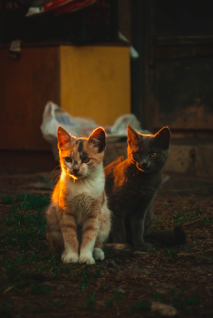 可爱猫咪猫猫摄影素材