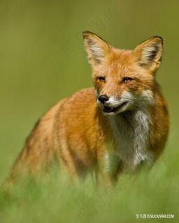 户外微距唯美野生动物红狐狸图片素材