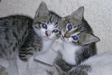 可爱猫宝贝图片 可爱猫宝贝图片