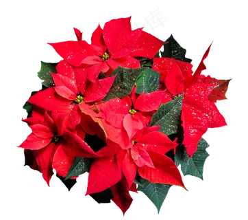 花, 圣诞星, 植物, 开花, 圣诞节, 红花花 